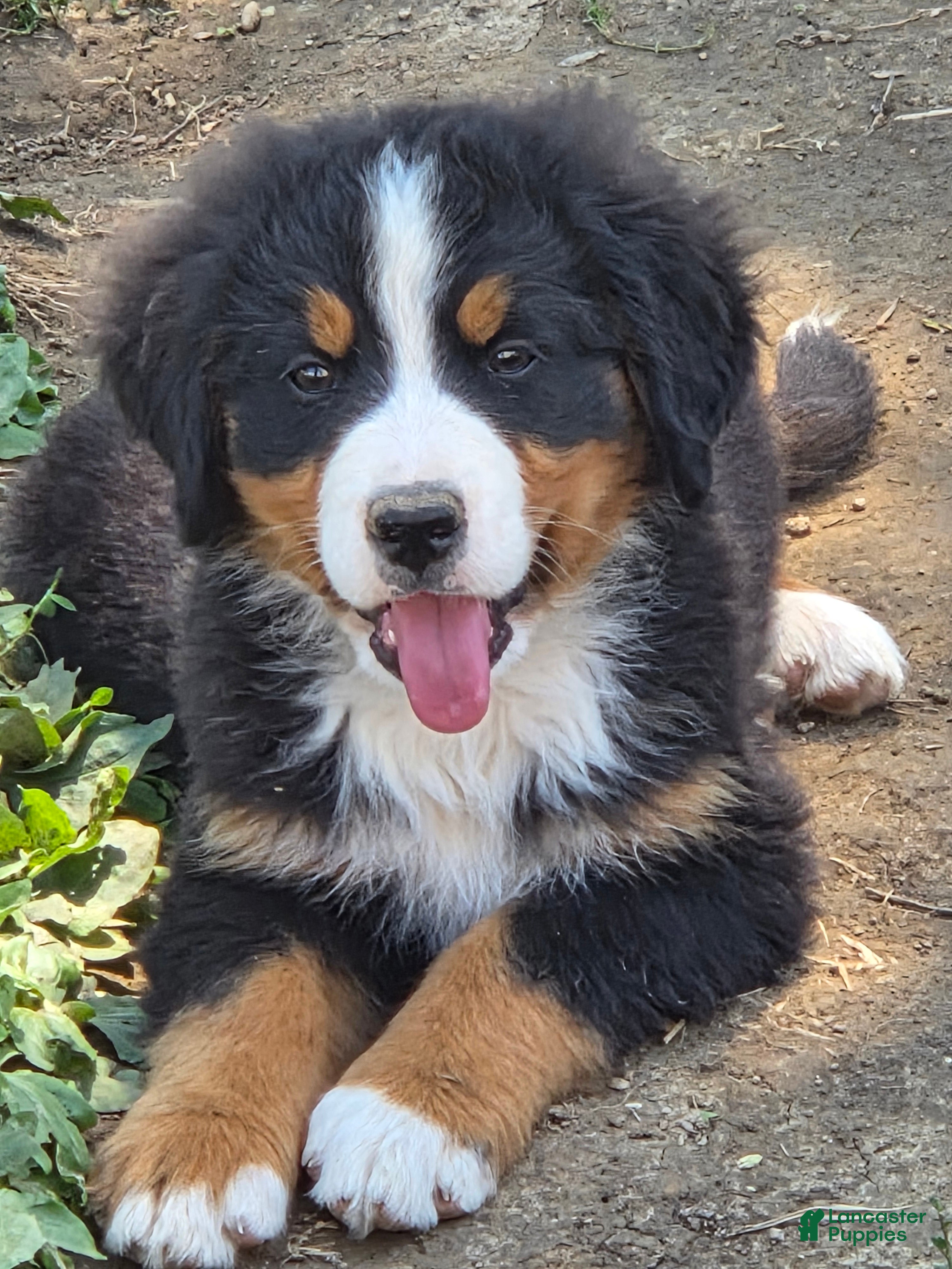 Bernese Mountain Dog dogs Bernese Mountain Dog Puppy 4 - Ad 41