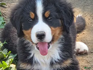 Bernese Mountain Dog dogs Bernese Mountain Dog Puppy 4 - Ad 41