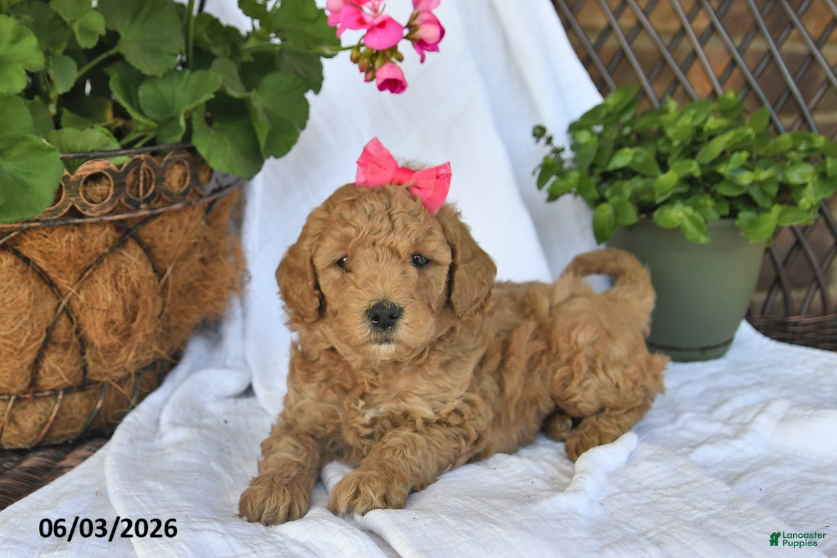 Mini Goldendoodle dogs Molly - Ad 1