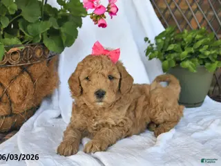 Mini Goldendoodle dogs for sale: Molly - Ad 2