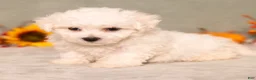 Bichon Frise dogs for sale: Quade - Ad 3