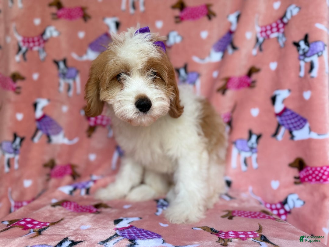 Mini Goldendoodle dogs for sale: Pumpkin  - Ad 5