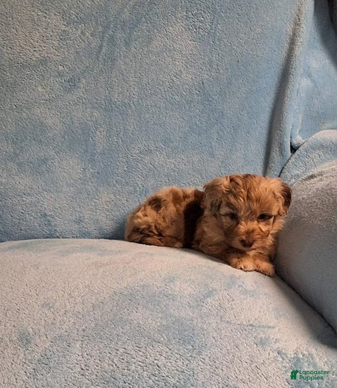 Mini Aussiedoodle dogs for sale: Riley - Ad 3