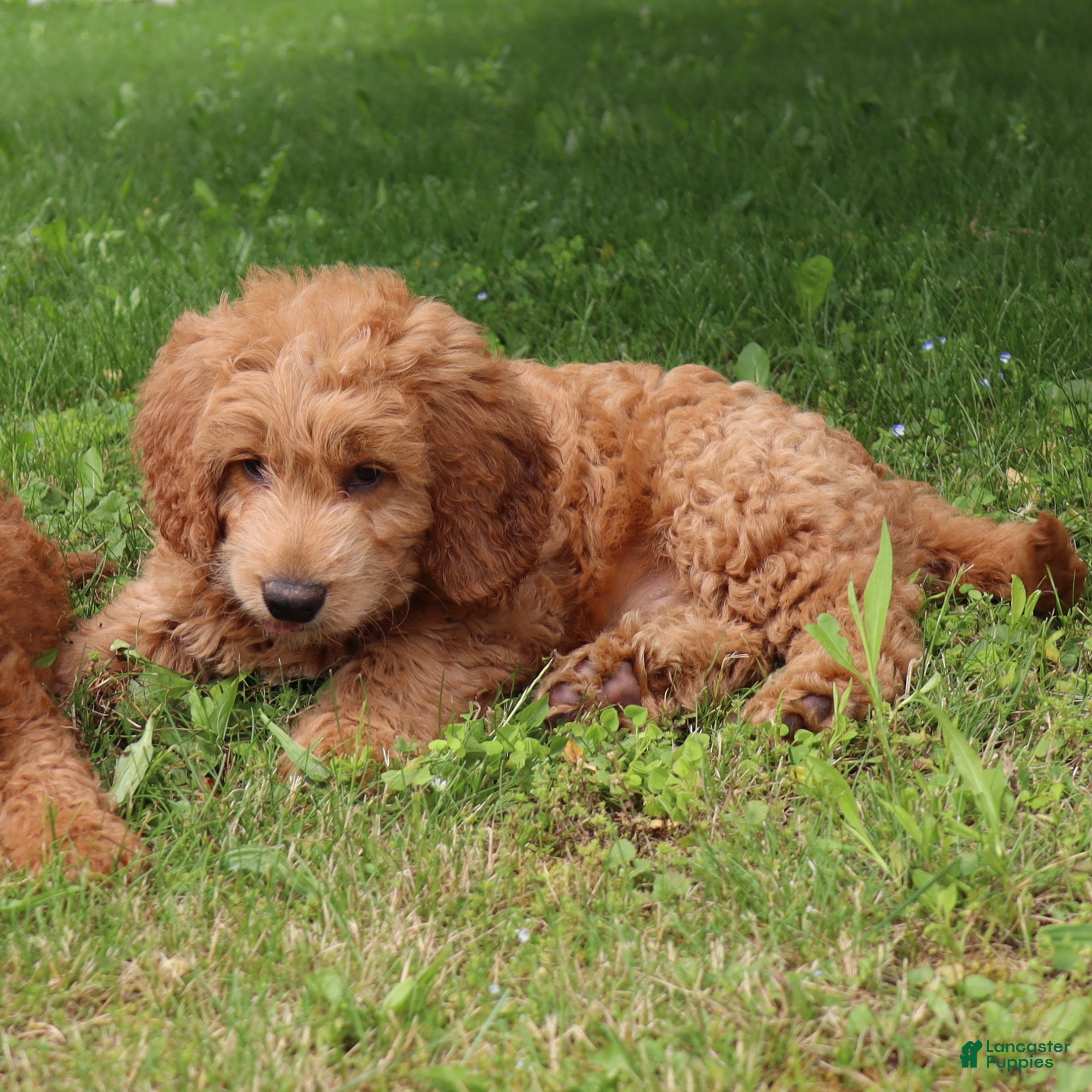 Mini Goldendoodle dogs Tyson - Ad 2