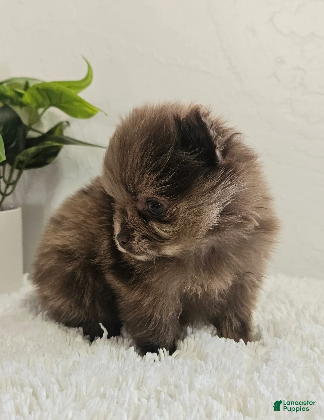 Pomeranian dogs for sale: Bella - Ad 3