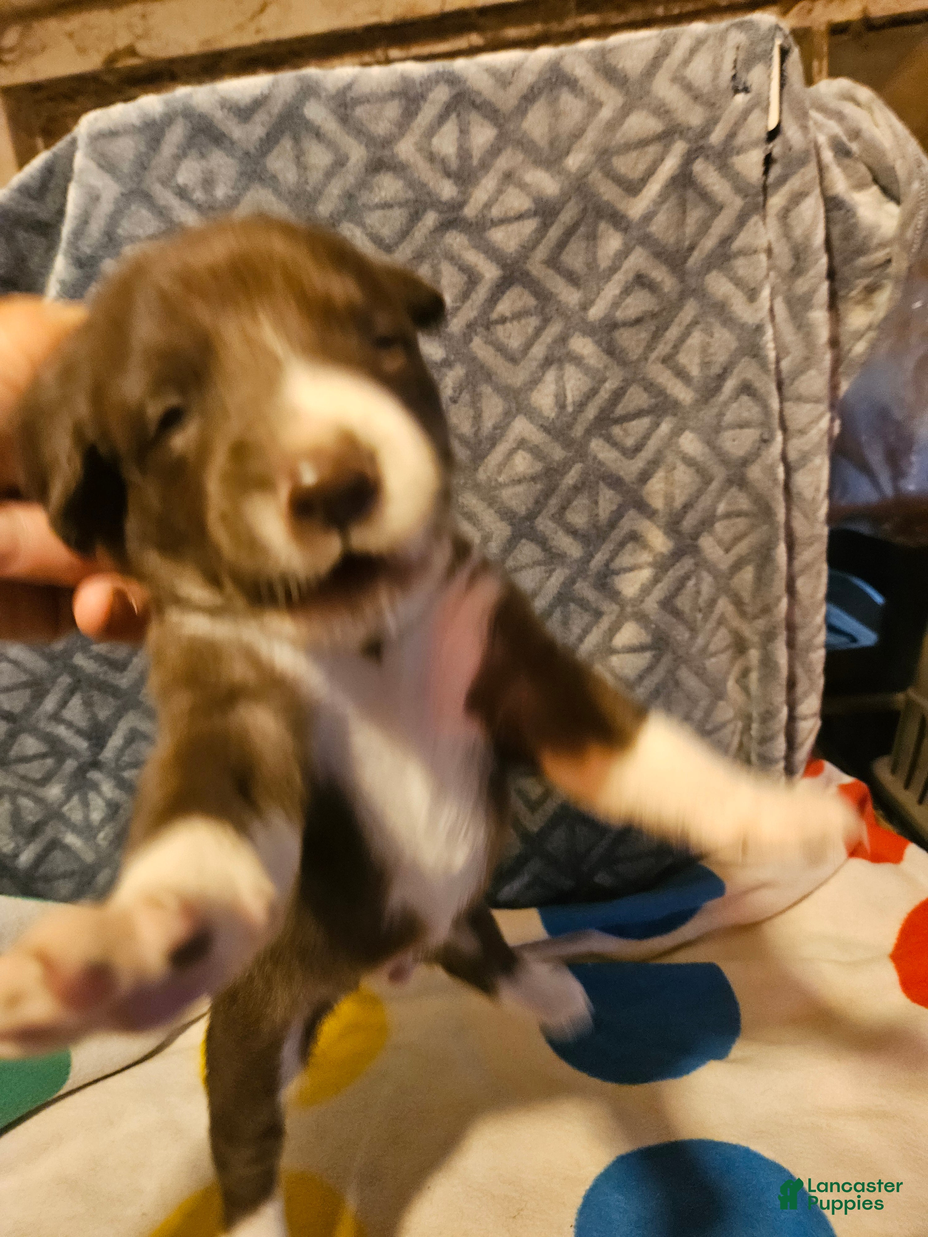 Border Collie dogs Duke - Ad 2