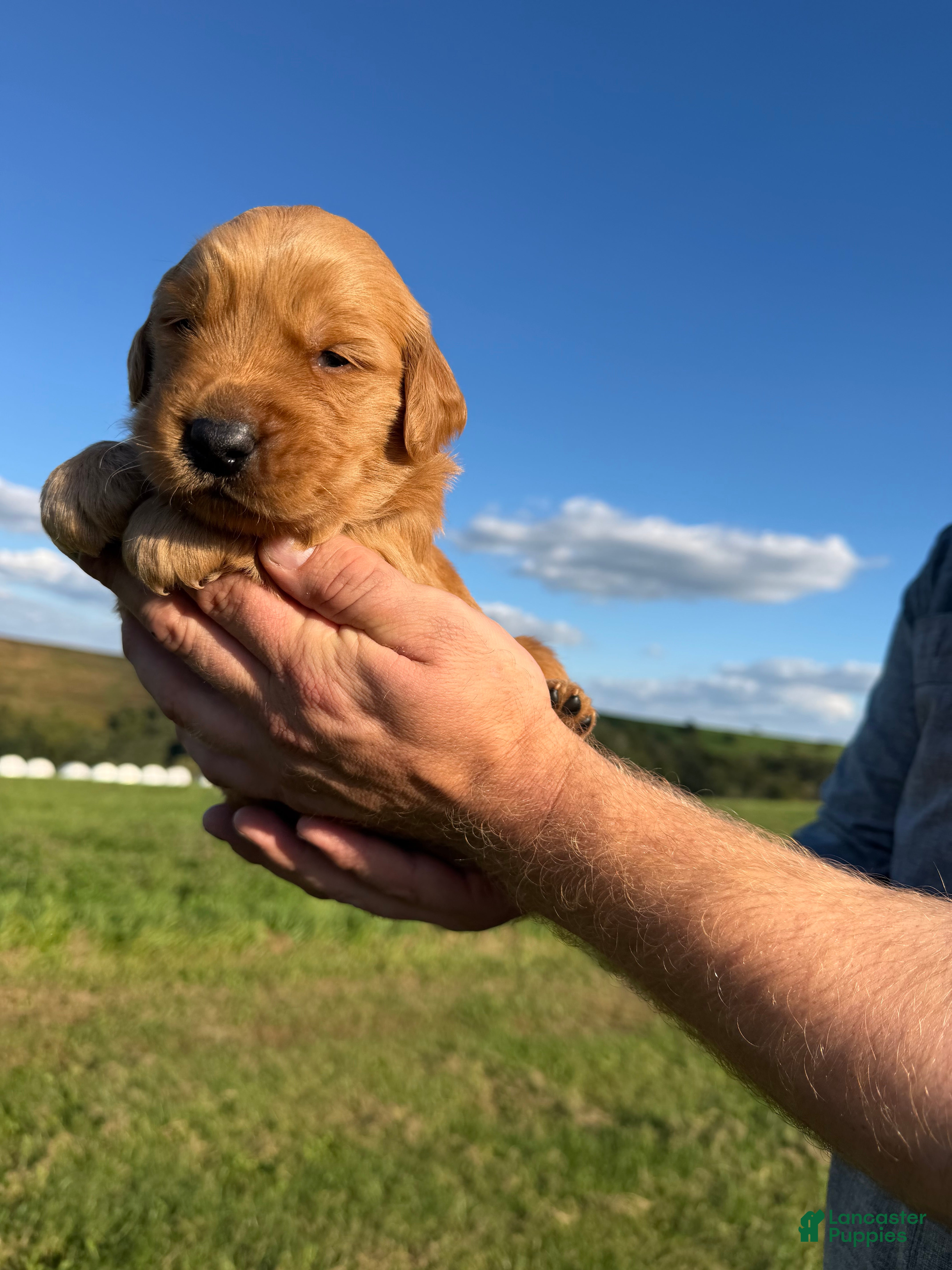 Golden Retriever dogs Charlie  - Ad 1