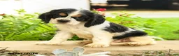 English Cocker Spaniel dogs for sale: Lana - Ad 5