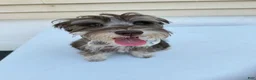 Miniature Schnauzer dogs for sale: Miniature Schnauzer Puppy 1 - Ad 8
