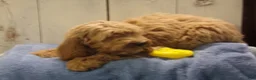 Cockapoo dogs for sale: Barry - Ad 4