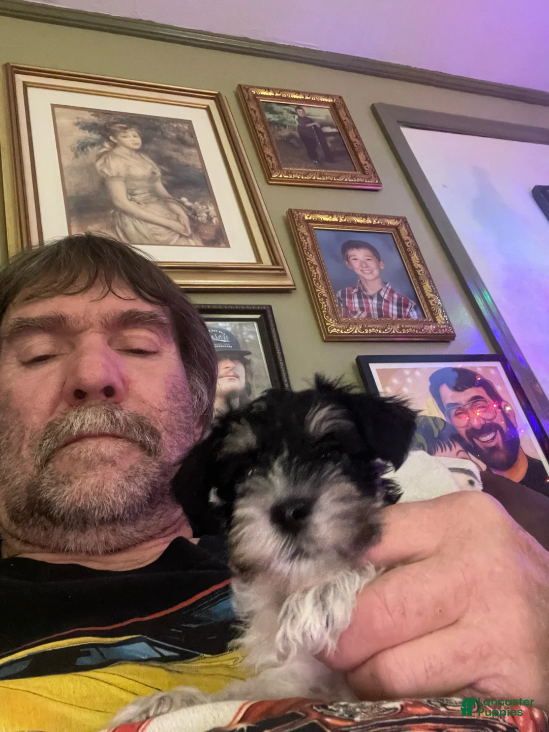 Miniature Schnauzer dogs for sale: Miniature Schnauzer Margarita  - Ad 1