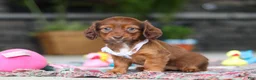 Miniature Dachshund dogs for sale: Remi - Ad 1