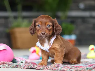 Miniature Dachshund dogs for sale: Remi - Ad 1