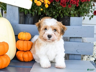Havanese dogs - Ad 6