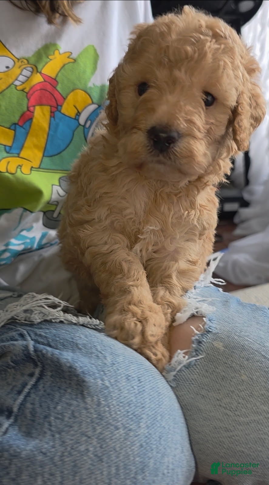 Goldendoodle dogs Mini Goldendoodle Male  - Ad 1