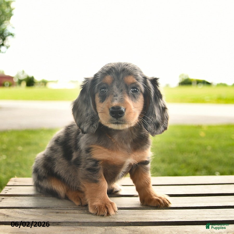 Miniature Dachshund dogs for sale: North  - Ad 4