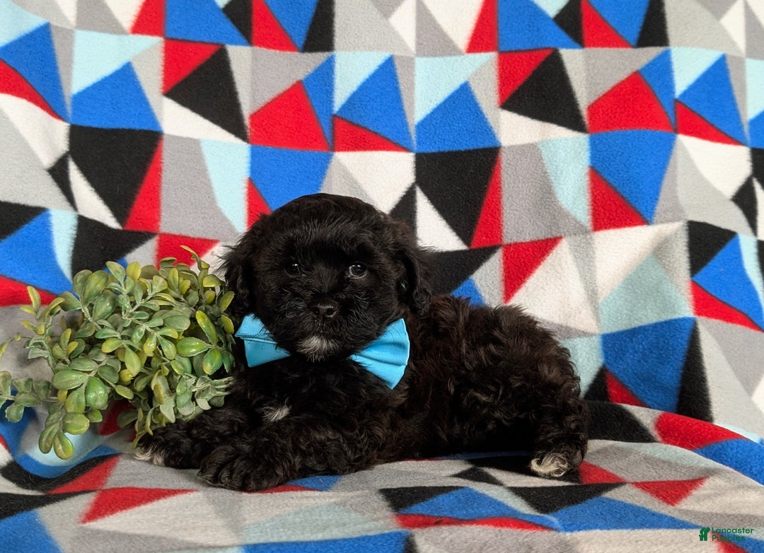 Shihpoo dogs for sale: Coleman - Ad 4