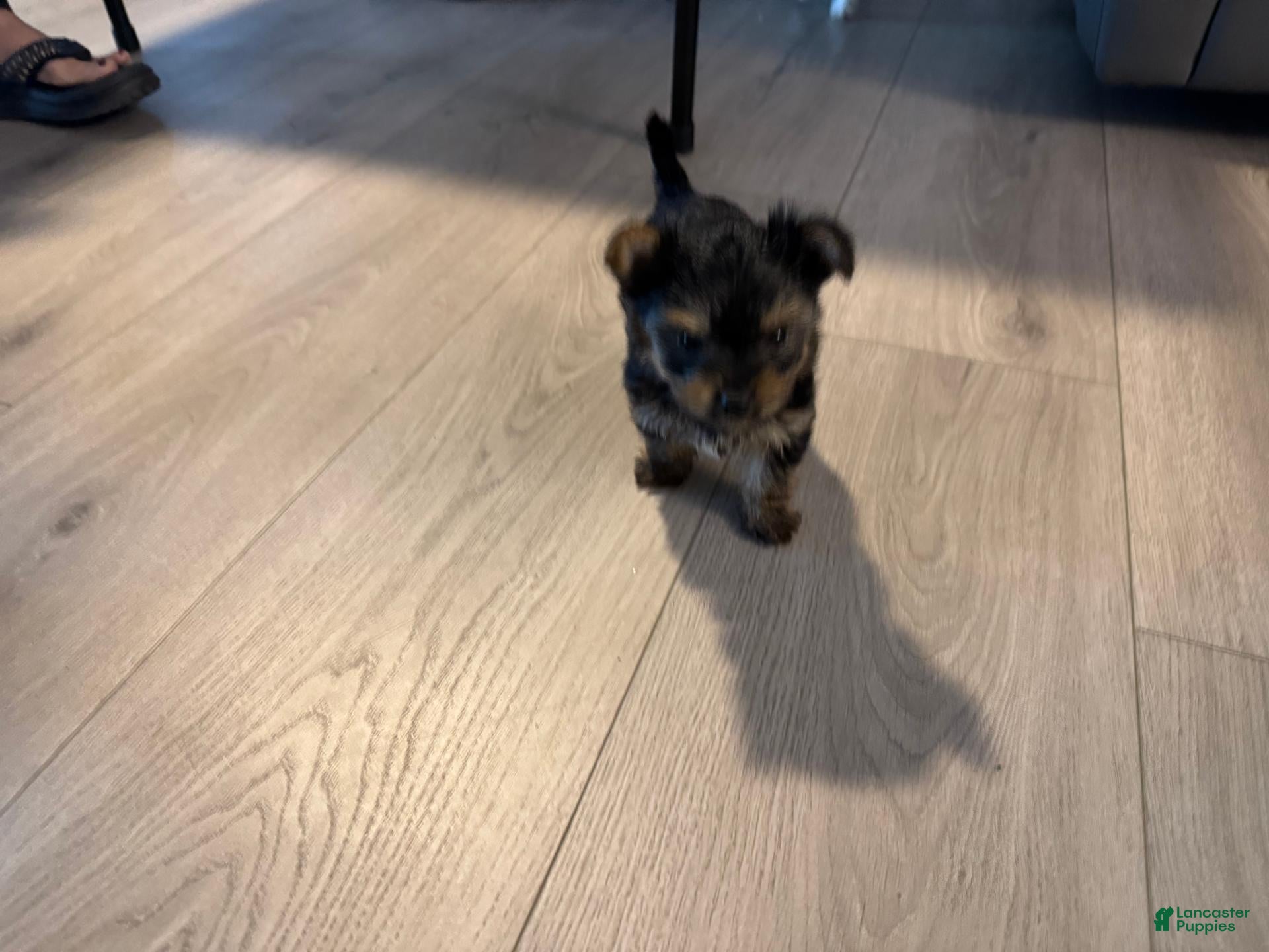 Yorkshire Terrier dogs for sale: Yorkshire Terrier 3 - Ad 2