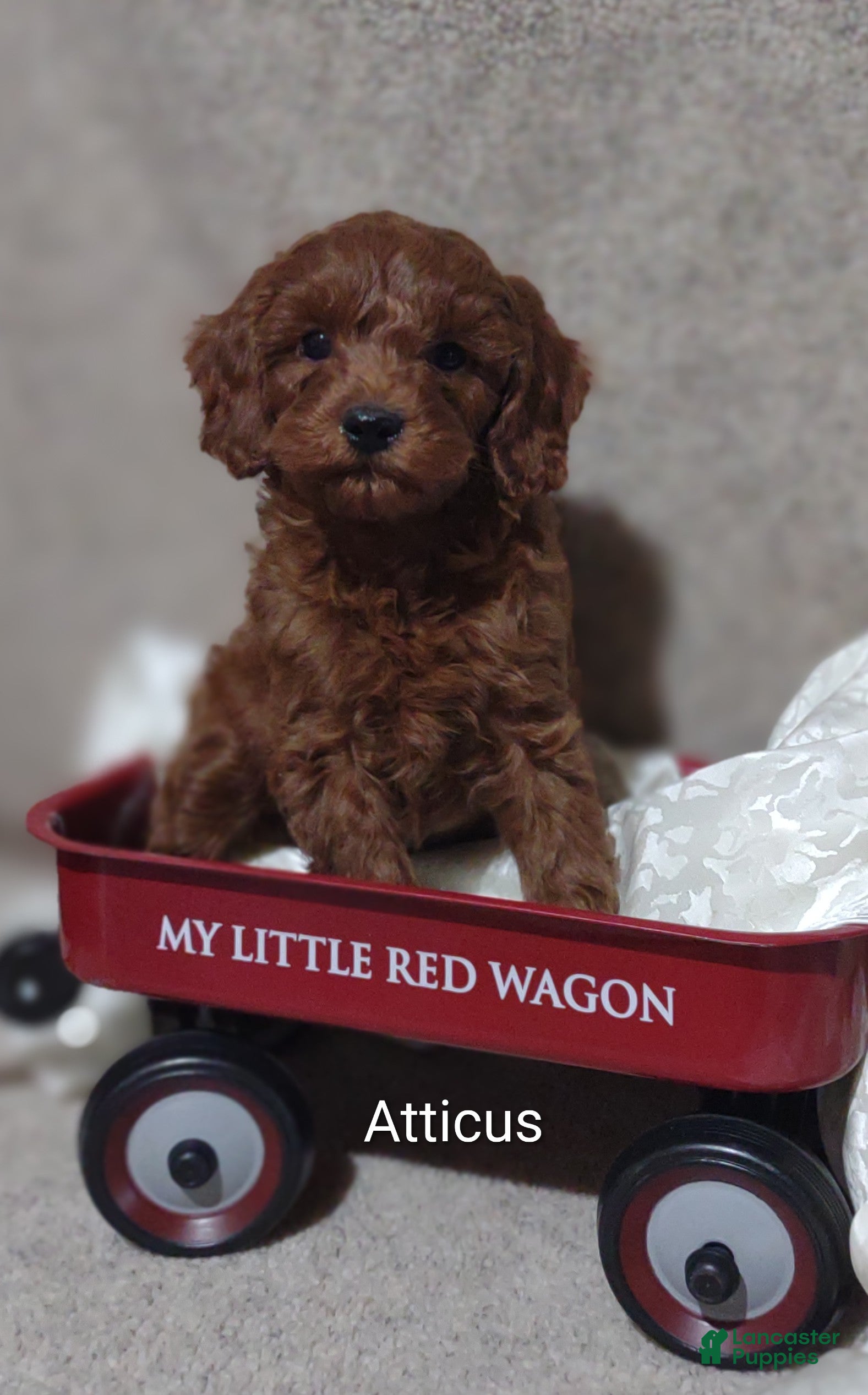 Cavapoo dogs Cavapoo F1b 4 Atticus  - Ad 1