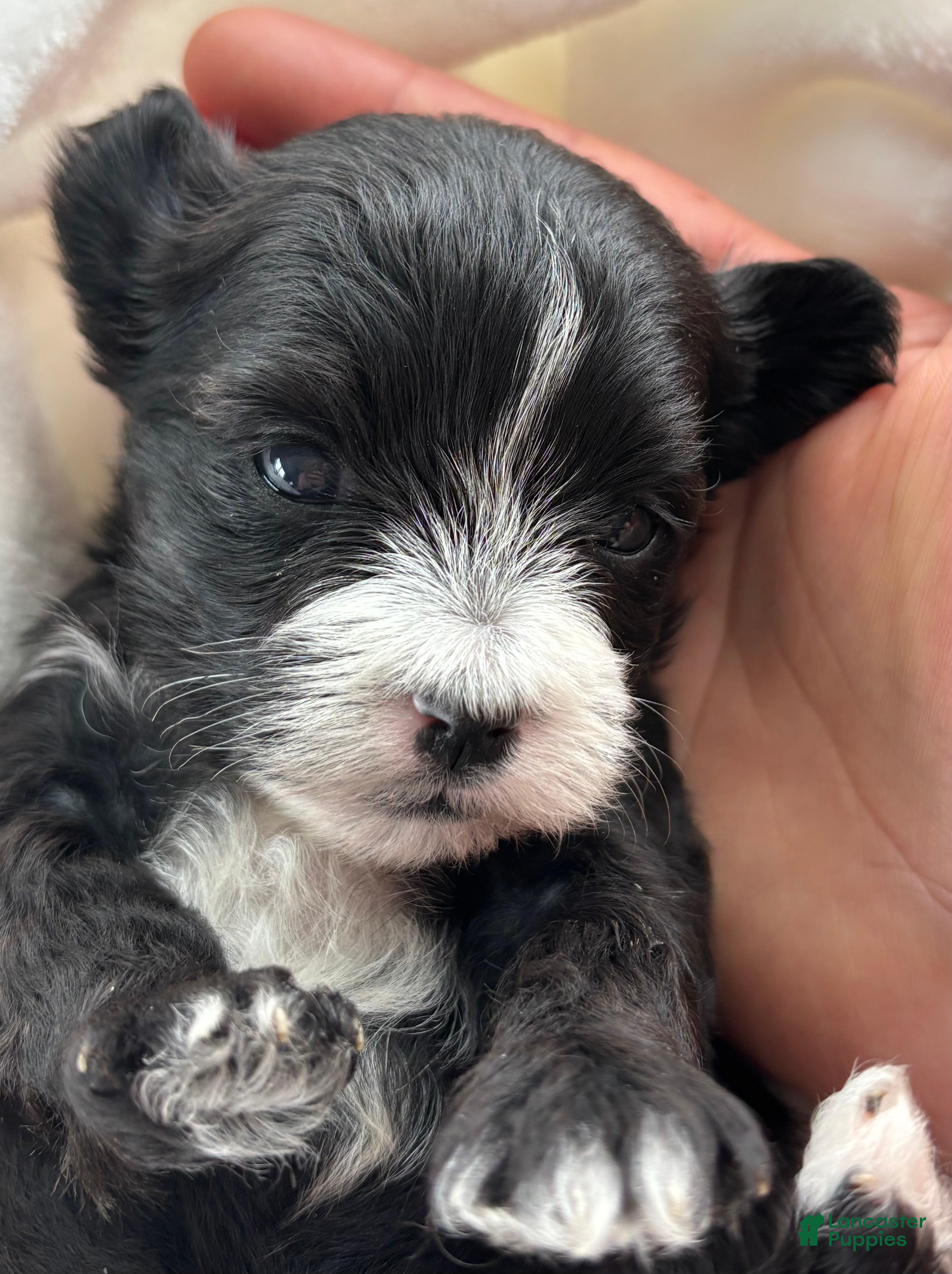 Morkie dogs Dixie - Ad 2