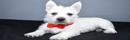 West Highland Terrier dogs for sale: Cooper - Ad 1
