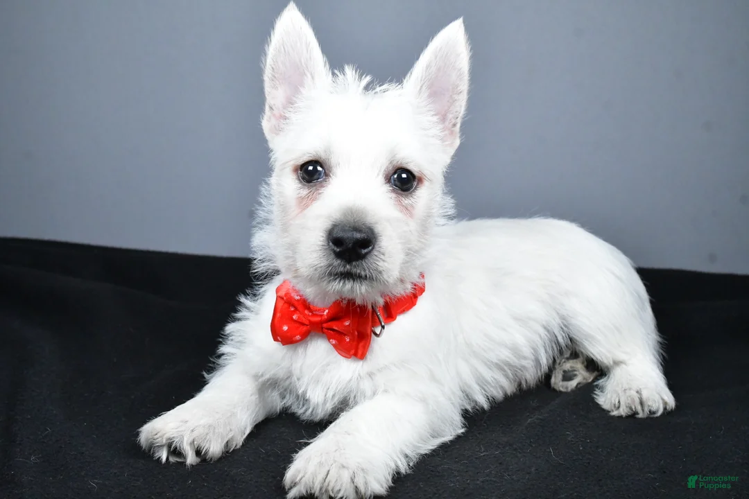 West Highland Terrier dogs for sale: Cooper - Ad 1