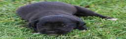 Great Dane dogs for sale: Maya - Ad 5