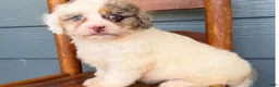 Cavapoo dogs for sale: Sapphire - Ad 2