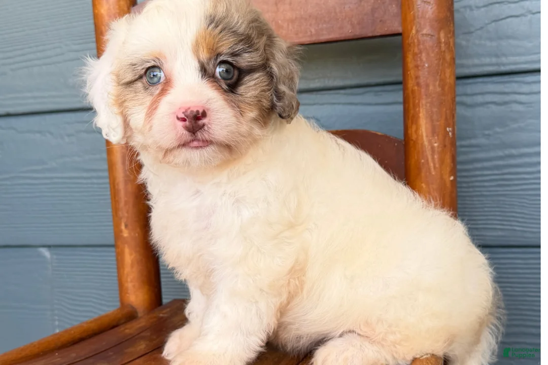 Cavapoo dogs for sale: Sapphire - Ad 2