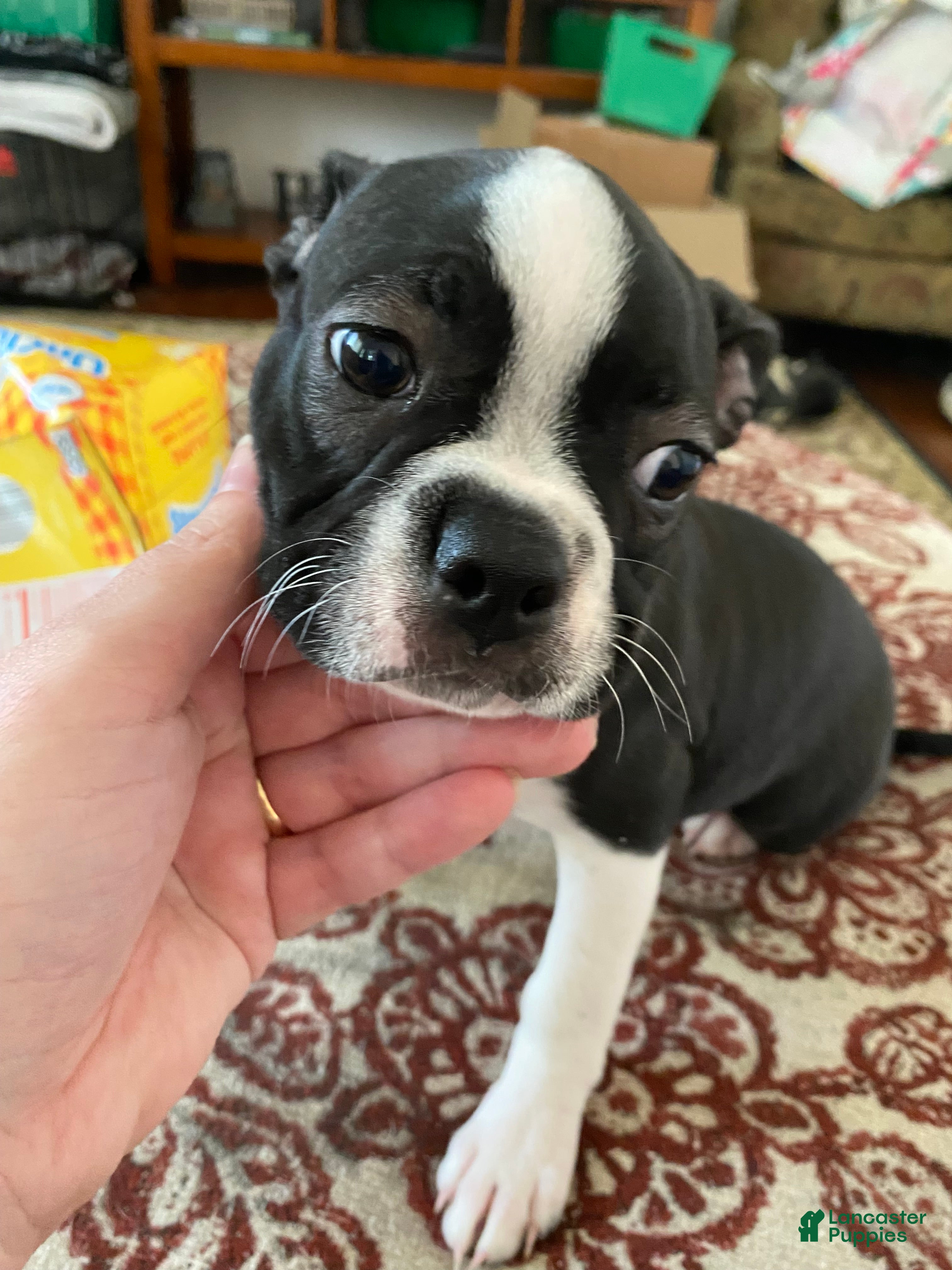 Boston Terrier dogs Gertrude - Ad 27