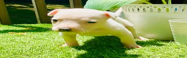 American Pit Bull Terrier 6