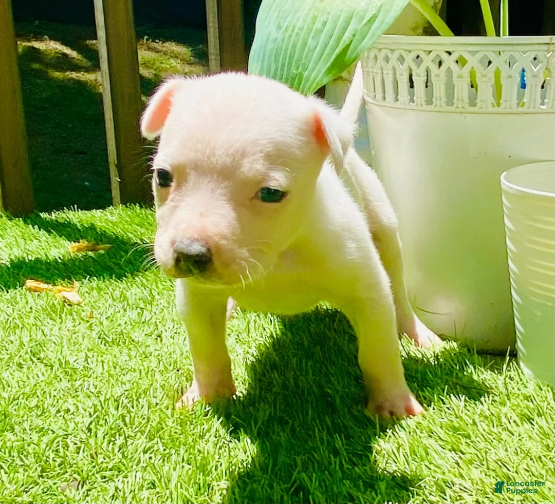 American Pit Bull Terrier dogs for sale: American Pit Bull Terrier 6 - Ad 1