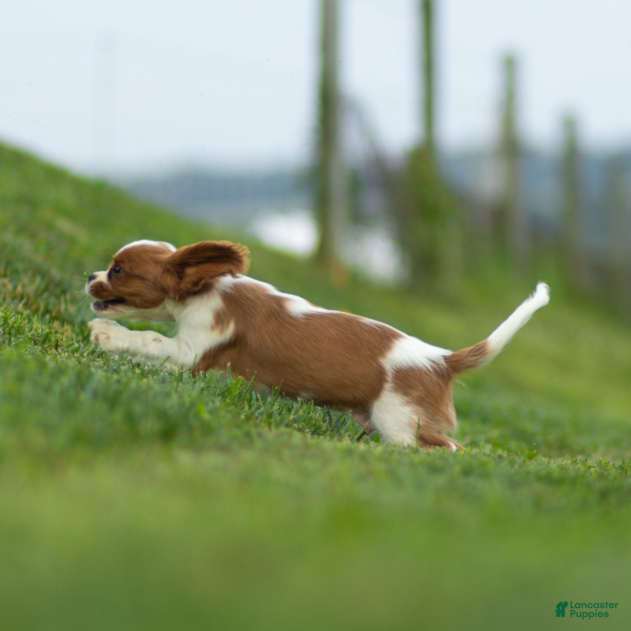 Cavalier King Charles Spaniel dogs Ranger Cavalier King Charles Spaniel  - Ad 2