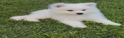 Samoyed dogs for sale: Nimbus  - Ad 2