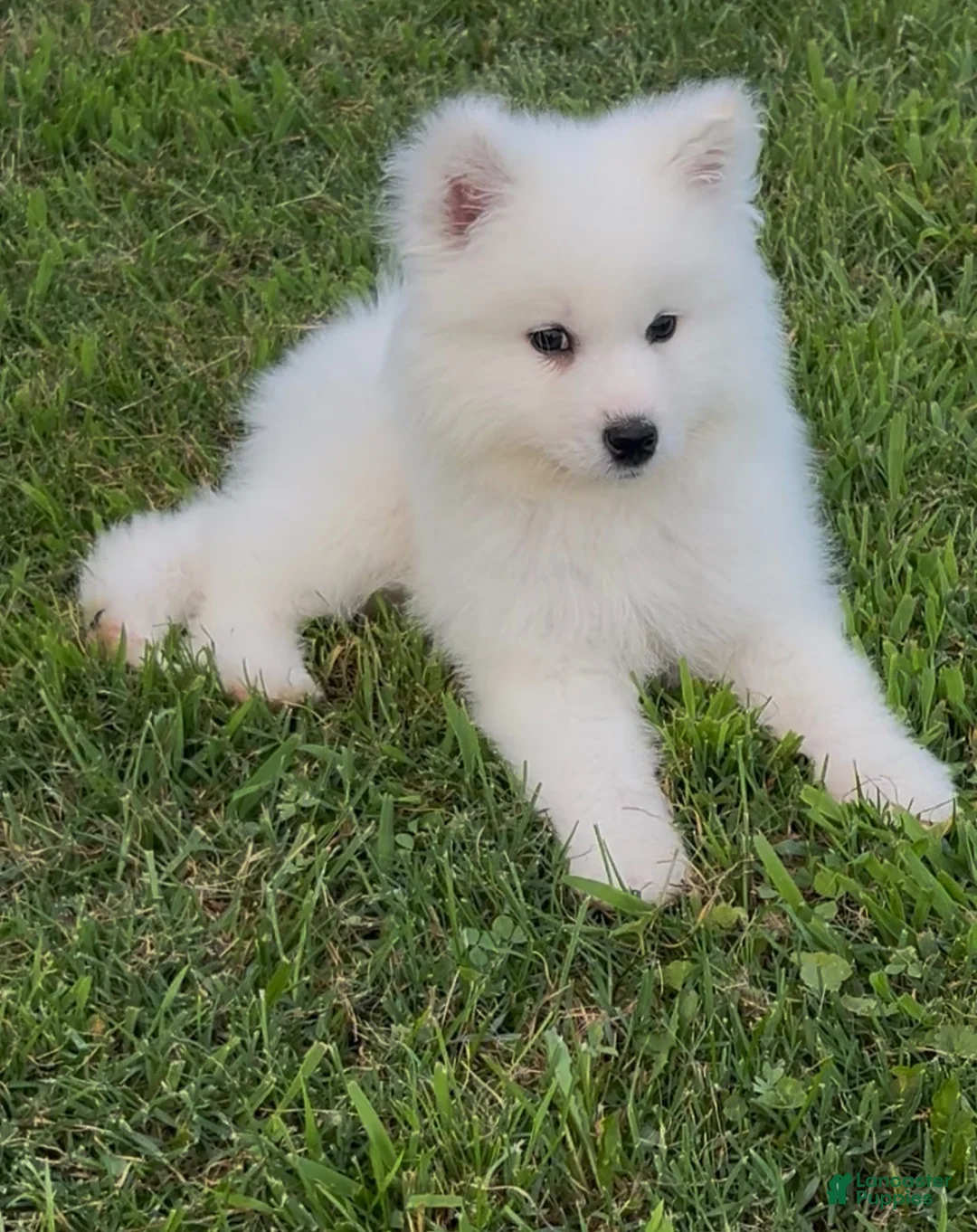 Samoyed dogs for sale: Nimbus  - Ad 2