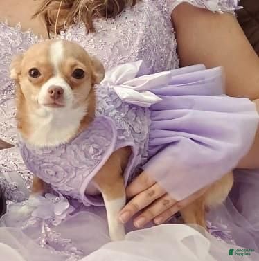 Chihuahua dogs Chihuahua 2 - Ad 2