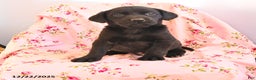 Labrador Retriever dogs for sale: Blackie - Ad 1
