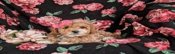 Cavapoo dogs for sale: Alyssa 10 lbs Full Grown - Ad 7