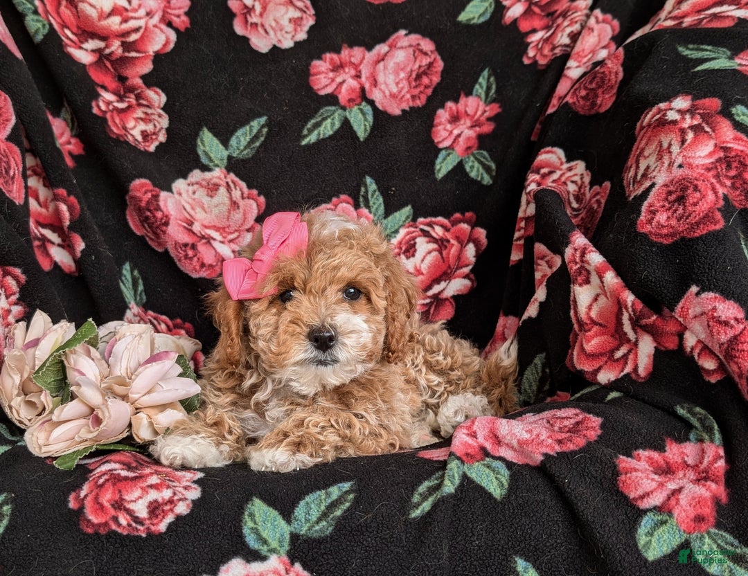 Cavapoo dogs for sale: Alyssa 10 lbs Full Grown - Ad 7