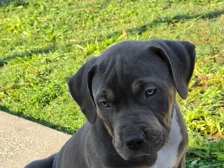 American Bully dogs Brownie - Ad 36