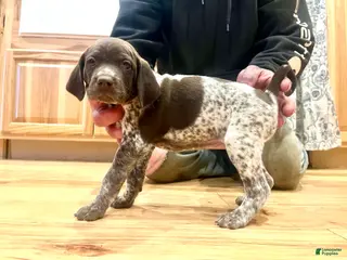 German Shorthaired Pointer dogs Poppy - Ad 15