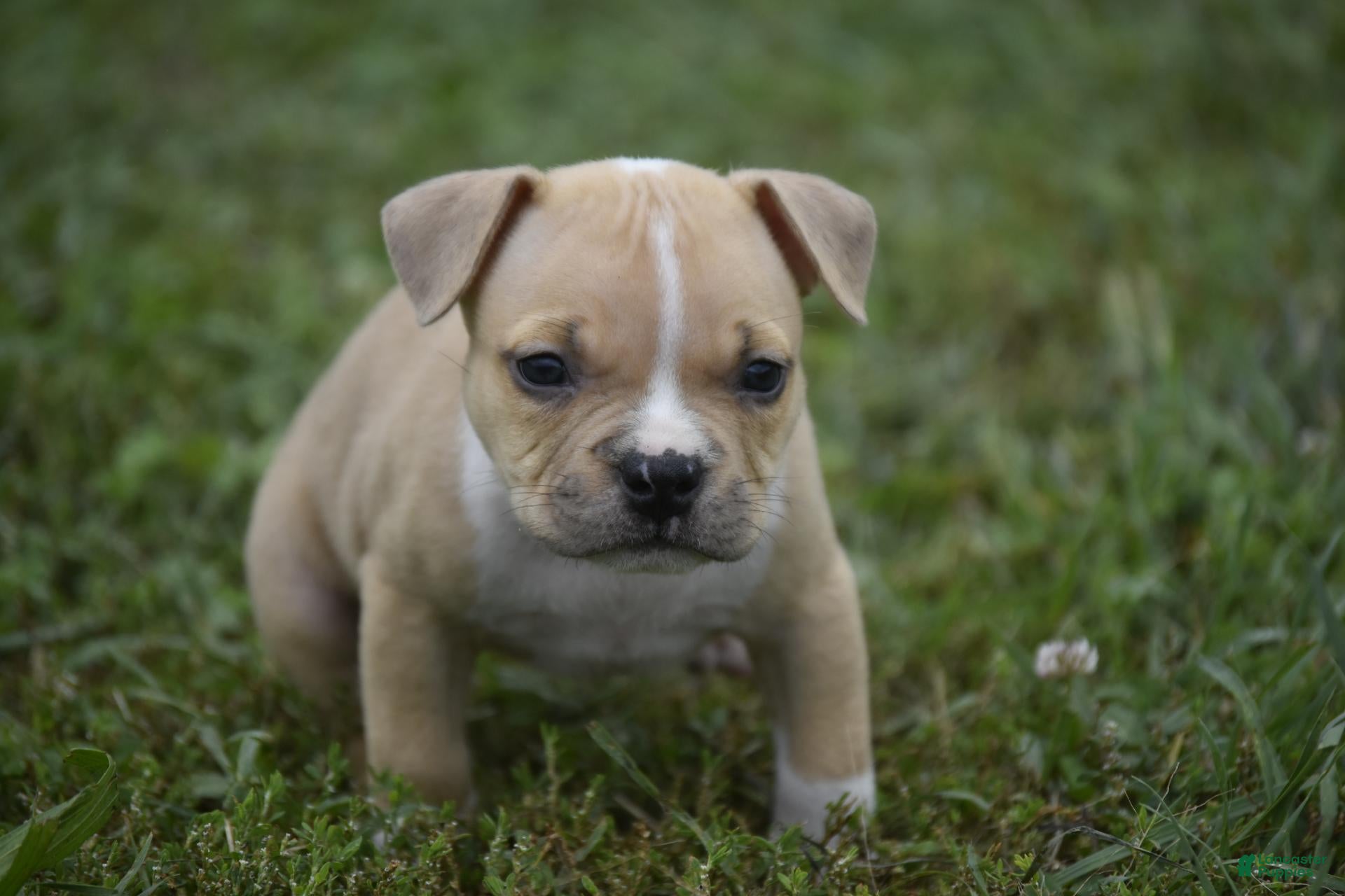 American Bully dogs American Bully 1 - Ad 7
