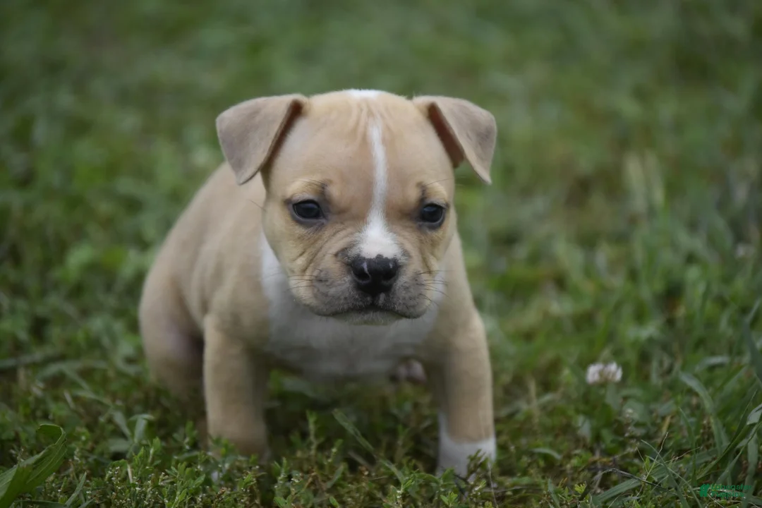 American Bully dogs for sale: American Bully 1 - Ad 1
