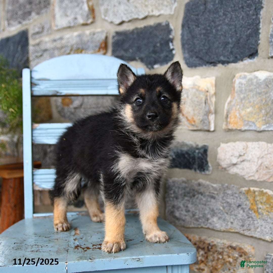 Gerberian Shepsky dogs for sale: Penny - Ad 2