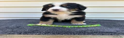 Bernese Mountain Dog dogs for sale: Berner bunch - Ad 9