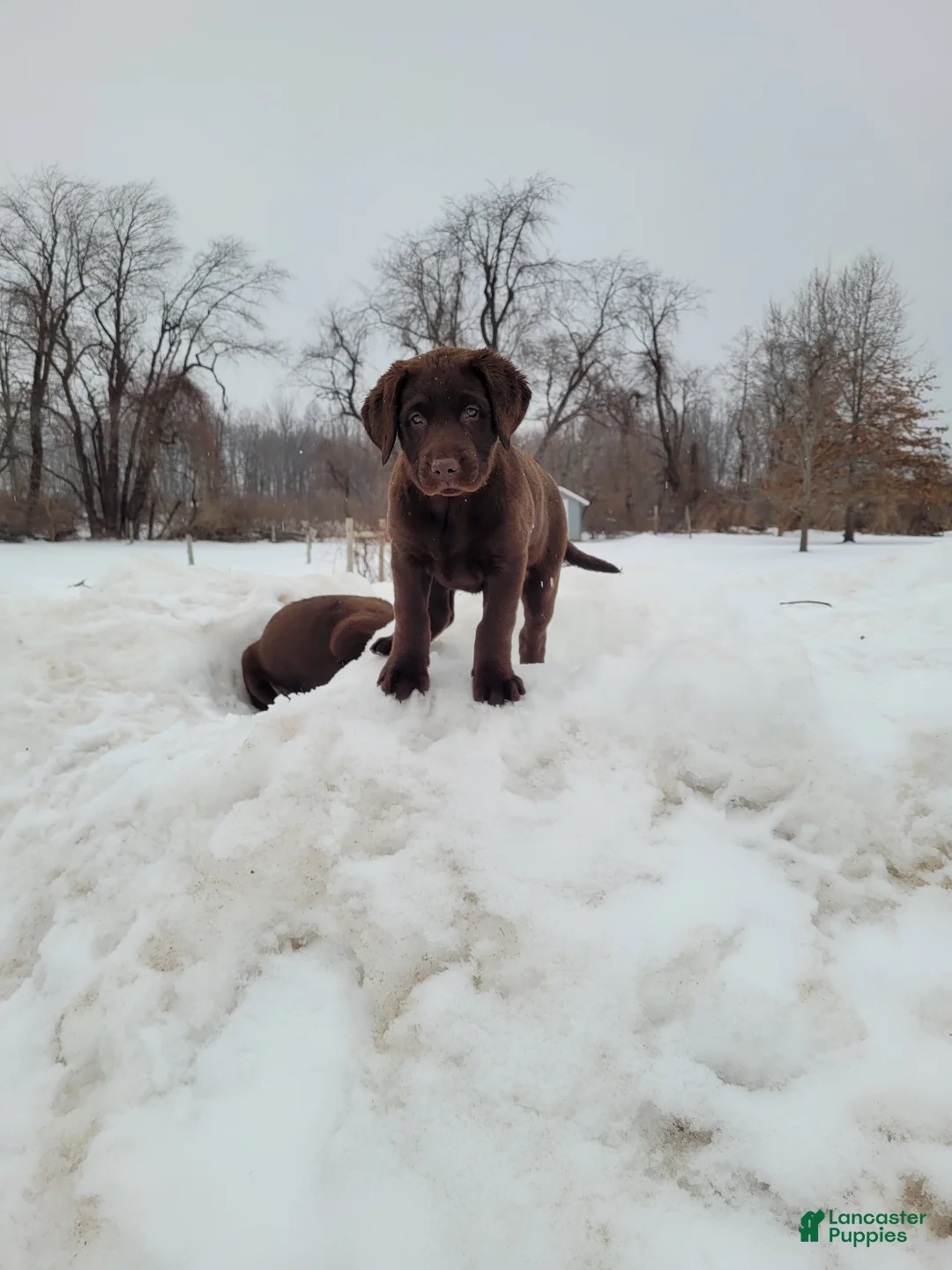 Labrador Retriever dogs for sale: Hazel - Ad 2
