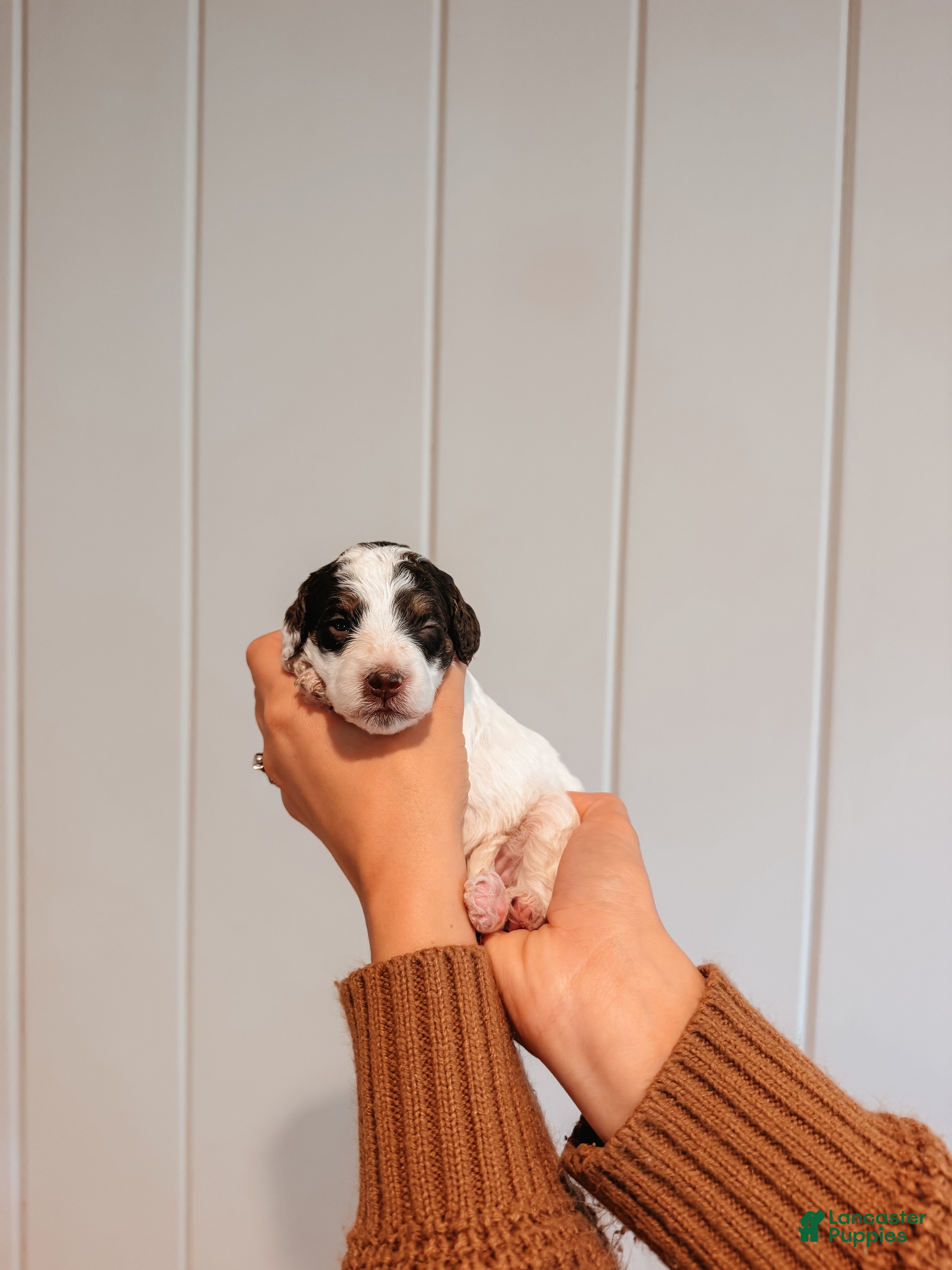 Mini Aussiedoodle dogs for sale: Autumn - Ad 2