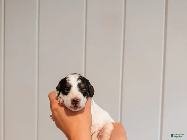Mini Aussiedoodle dogs for sale: Autumn - Ad 2