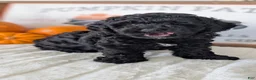 Miniature Poodle dogs for sale: Hazel - Ad 7