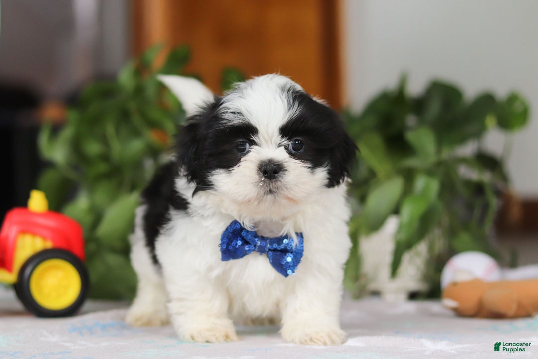 Shih Tzu dogs for sale: Adam - Ad 5